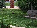 harris20080628gm0007