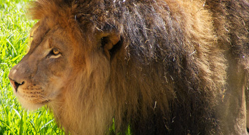 Pretty much every magazine declared I -- Lion -- was the king of the computer jungle in 2011. Not just Mac magazines, but PC magazines, Linux magazines, auto enthusiast magazines, magazines for molecular biologists -- everybody. But I won't rest on my laurels for two reasons: 1) Laurels are prickly, and 2) I'm a lion, not a house plant. photo of male lion