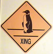 penguinxing2