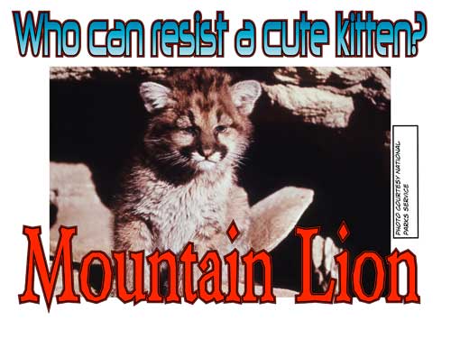 cartoon - Who can resist a cute kitten? Mountain Lion