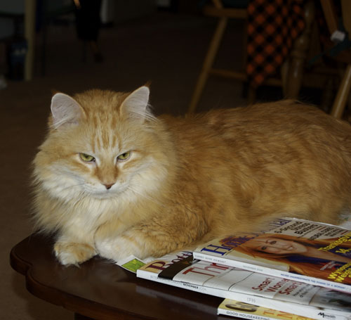 Humphry king of the coffee table