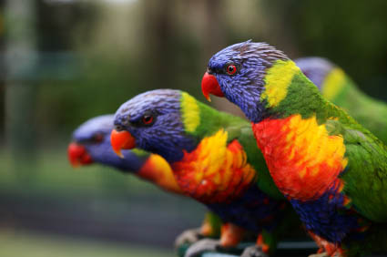 Parrots