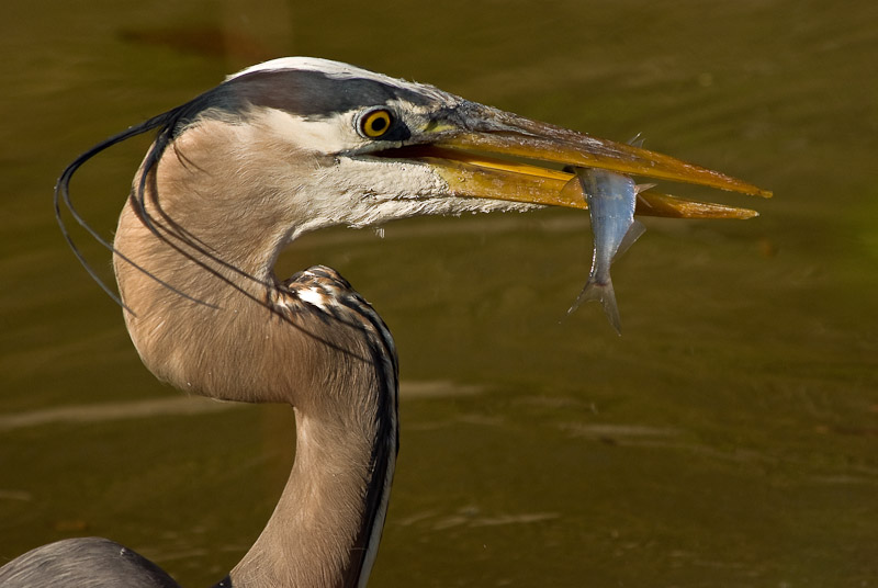 Honorable Mention, Advanced, Shoebox: Heron at Feed