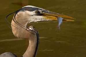 Honorable Mention, Advanced, Shoebox: Heron at Feed