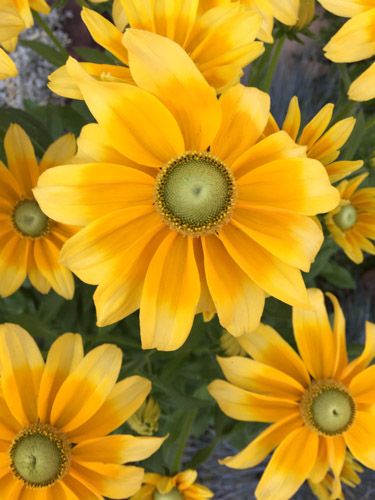 Field of Daisies