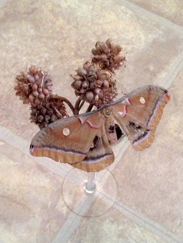 Moth Still Life