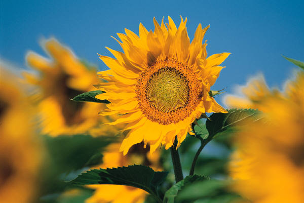 Sunflower photo